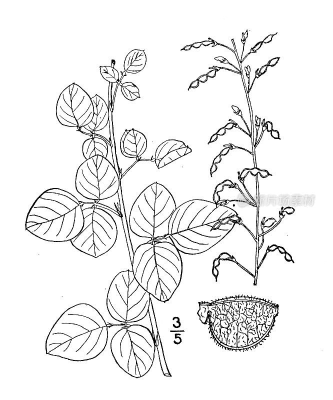 古植物学植物插图:沙粒Meibomia arenicola，沙蜱三叶草